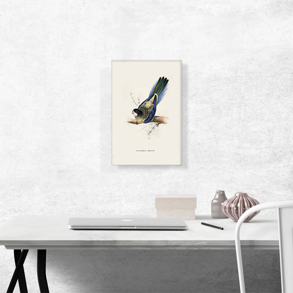 Brown'S Parakeet