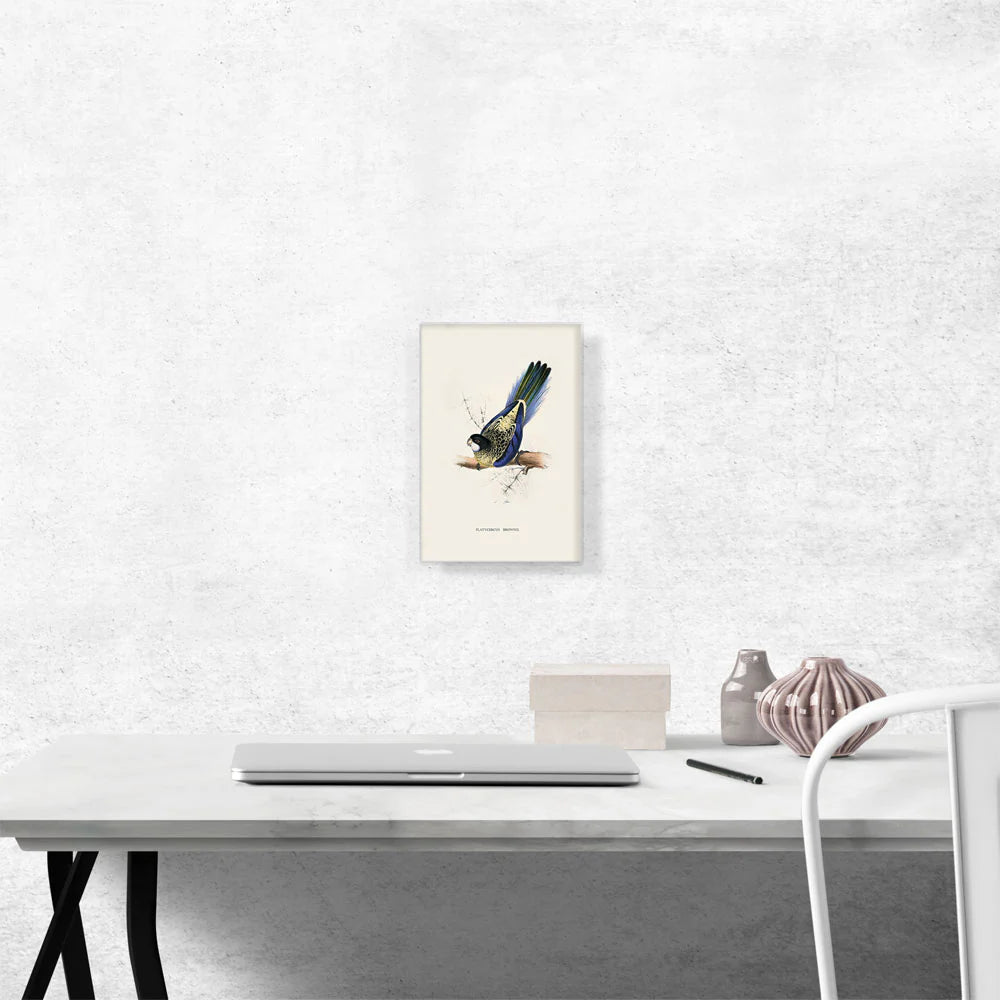 Brown'S Parakeet