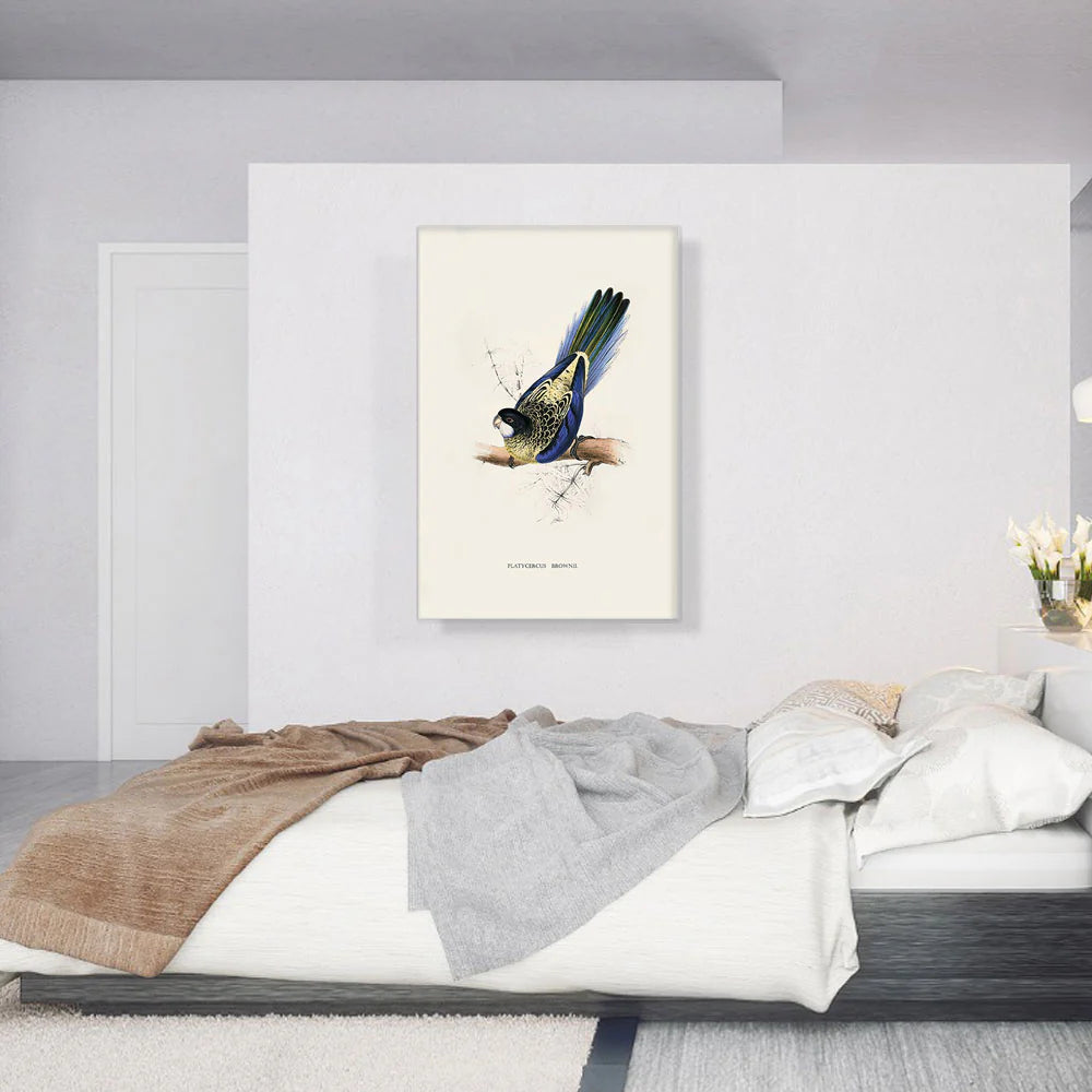 Brown'S Parakeet