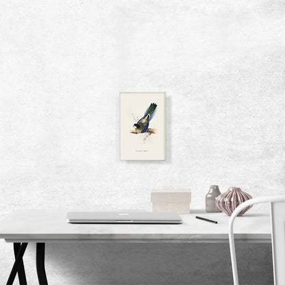 Brown'S Parakeet
